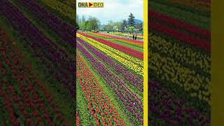 Asia’s largest tulip garden ready to host you [upl. by Akkahs]