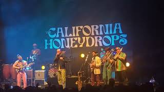 The California Honeydrops with Javier Matos  Pebble In My Shoe [upl. by Hufnagel]