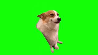 Green Screen Smiling Corgi Dog Meme [upl. by Arde]