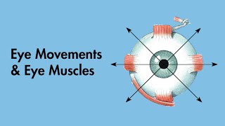 Cardinal Positions of Gaze  Eye Movements and Eye Muscles  Cranial Nerves  MEDZCOOL [upl. by Orrocos]