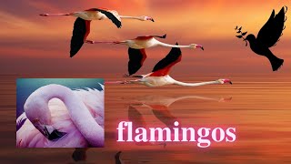 Flamingos  What are its habitats and characteristics Biography of flamingo birds Phoenicopterus [upl. by Lewie]