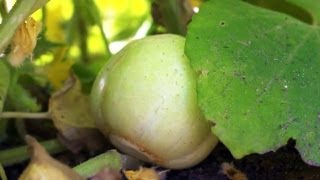 Grow Your Own Cucumbers  At Home With P Allen Smith [upl. by Adnovay]