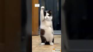 Funny animals video 🤣😂 CUTE animals dance video 😍 The Dramatic cats dogs dance 😂🤣😻🐶shortsfeed [upl. by Leinto]