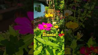 Zinnia flowering plant 🌼🌼 homegardens floweringplants malayalam explanation [upl. by Nosnevets383]