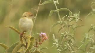 Cisticola ciniana  cisticola cascabel  Rattling cisticola [upl. by Giardap747]