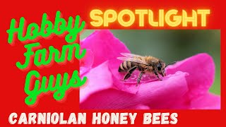 HFG Farm Animal Spotlight Carniolan Honey Bees [upl. by Mic]