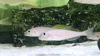 wwwtropheuscompl  Xenotilapia flavipinnis Rumonge [upl. by Leaw]