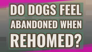 Do dogs feel abandoned when rehomed [upl. by Cecilia]