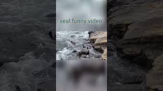 Seal funny video [upl. by Emmer]