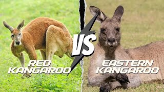 RED KANGAROO vs Eastern Grey The SURVIVAL Showdown [upl. by Burny]