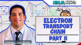 Metabolism  Electron Transport Chain DETAILED  Part 3 [upl. by Mellicent257]