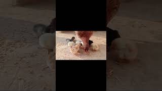 chaken animacare shortvideo love music murgi viralvideo MSD animals health msd animal care [upl. by Cathi]