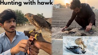 New Shikra for hunting  hawk training [upl. by Niatirb809]