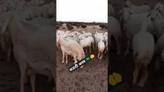 Saudi Arab mein bakri charana ka bahut mushkil hai mere Bhai 😂🤔 South trending viral entertain [upl. by Wallis648]