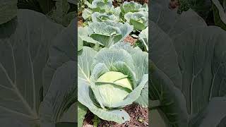 Fresh cabbage [upl. by Pembroke]