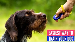 Top 5 Dog Training Clicker Fastest amp Easiest Way to Train Your Dog [upl. by Parthinia683]