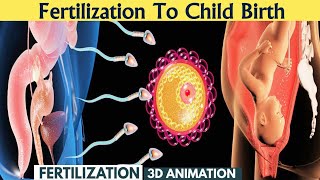 The Stages of Fetal Development How a Baby Grows from a Single Cell to a Newborn [upl. by Hales]