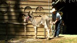 quotHow to trim a difficult donkeyquot by Dave Freeman Part 1 of 6 [upl. by Ahsiret]