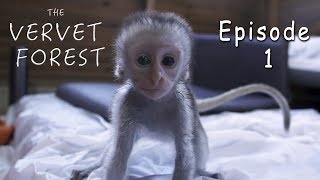 Experience A Baby Monkey Orphanage In South Africa  Ep 1 [upl. by Zoldi]