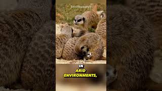 Do You Know Why Meerkats Stand Up  meerkats facts [upl. by Yramesor]