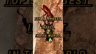 Top 5 largest insect specie in the world shorts insects ytshorts viral trending [upl. by Ahsiea974]