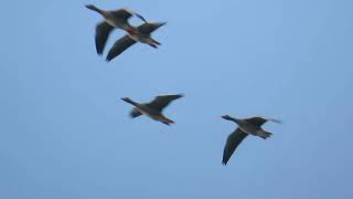 Greylag Goose Anser anser Grauwe Gans Meijendel ZH the Netherlands 24 Nov 2024 16 [upl. by Lewert939]