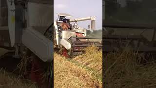 Yanmar YH 700 Full Feed Combine Harvester combine Harvester Domo Jitboy tractor [upl. by Edmanda]