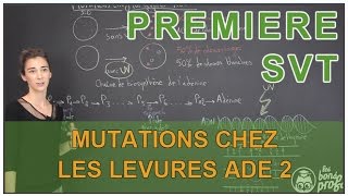 Mutations chez les levures Ade 2  SVT  1ère  Les Bons Profs [upl. by Innus]