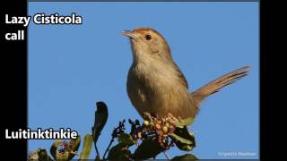 Lazy Cisticola call [upl. by Materi]