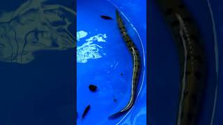 Giant Spiny Lake Eel Caught using Sepa Fishing❤️🥳fish eel eelfishing shorts fishing riverfish [upl. by Aninaj]