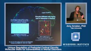 Amy Arnsten Unique regulation of prefrontal cortical circuits Poitras Center and Stanley Center [upl. by Adym]