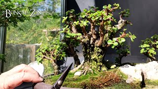 Show Prep for My Portulacaria afra Forest The Bonsai Zone Sept 2024 [upl. by Newkirk]