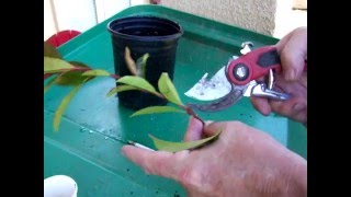 How to grow🌳Photinia from cuttings and other bushes DIY [upl. by Juni]