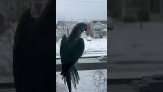 Parrot Plays PeekABoo With The Snow Plow 🇨🇦🐦 [upl. by Emyam]