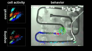 Hippocampal place cells recorded in the Wilson lab at MIT [upl. by Anahahs869]