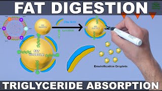 Fat Digestion and Absorption  Triglycerides [upl. by Ynnej]