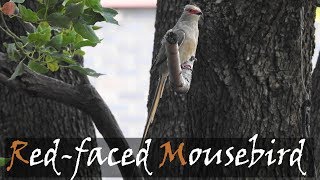 Redfaced Mousebird Urocolius indicus Bird Call  Stories Of The Kruger [upl. by Cacka]