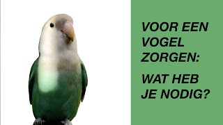 Voor Een Vogel Zorgen Wat Heb Je Nodig parkiet dwergpapegaai [upl. by Phyl605]