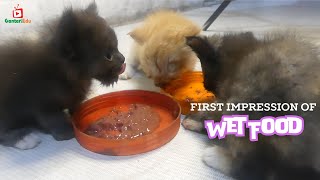 Baby Kittens First Impression of Wet Food [upl. by Grewitz]