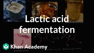 Lactic acid fermentation  Cellular respiration  Biology  Khan Academy [upl. by Kearney]