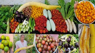 Biggest Harvest In Terrace Gardenவெள்ளரி பழம் அறுவடைமாடி தோட்டம்MaadithottamSachu [upl. by Llirpa]