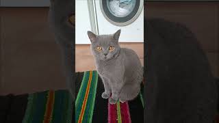 British Shorthair Cats [upl. by Amandie]