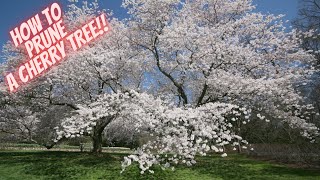 Mastering the Art of Cherry Tree Pruning A StepbyStep Guide [upl. by Meeker]