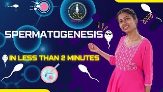 SPERMATOGENESIS FOR NEETAIIMS  IN LESS THAN 2 MINUTES  ASHIMA MAM [upl. by Sagerman]