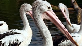 WeltVogelpark Walsrode  Brillenpelikan  Australian Pelican [upl. by Elahcar]