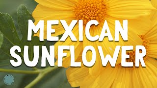 How to Grow  Mexican Sunflower Tithonia diversifolia [upl. by Francoise333]