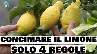 Concimare il LIMONE  4 REGOLE DA SAPERE  Prodigio limone AGRUMI e SEMPREVERDI [upl. by Meehar647]