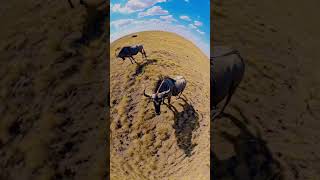 360 View Wildebeest In Wild wildebeest animal wildlife wildanimal ytshorts ai aiinsights [upl. by Anikram667]