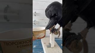 animal commonraven raven ravenbird воронгоша birds animals [upl. by Tara]