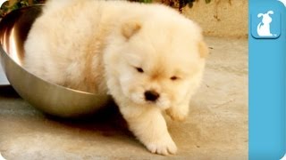 Chow Puppy Cant Get Out Of Bowl [upl. by Taft513]